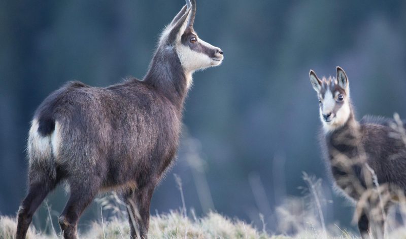 photo de chamois isard en montagne