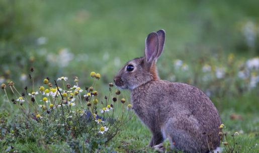 Photo lapin