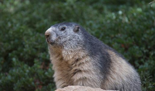 photo Marmotte