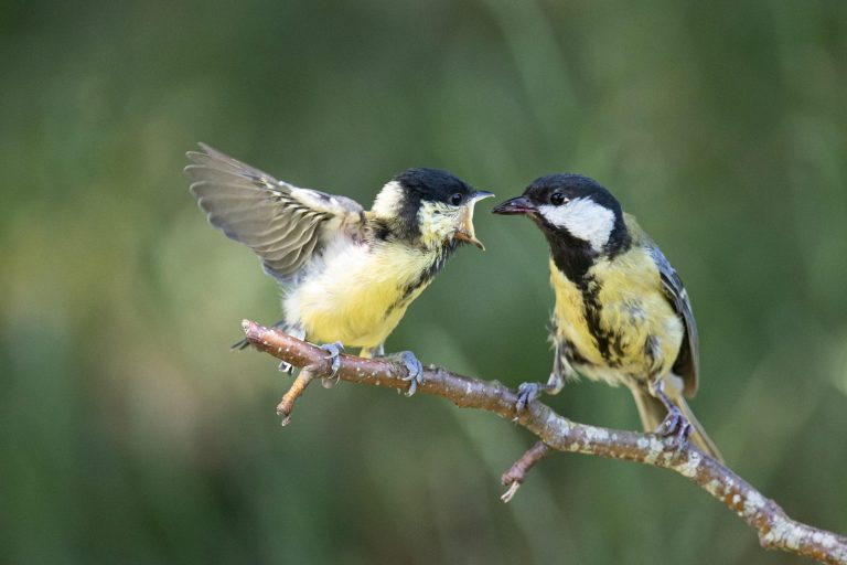 couple de mésange charbonnière