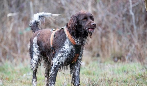 chien de chasse de race Munsterlander