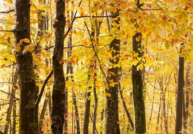 Forêt en automne