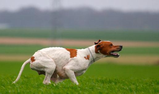 photo chien de chasse de race pointer