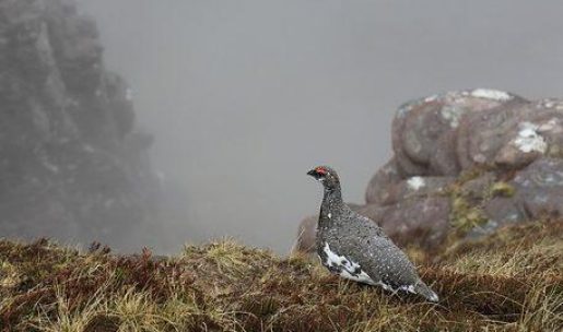 photo Lagopède alpin