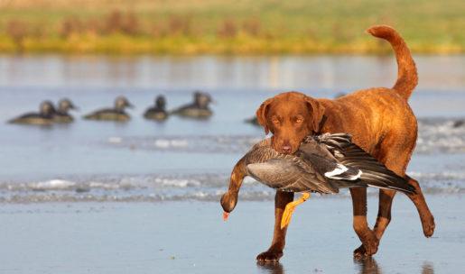 chien de chasse de race Retriever de Chesapeake