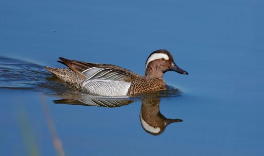 photo Sarcelle d’été