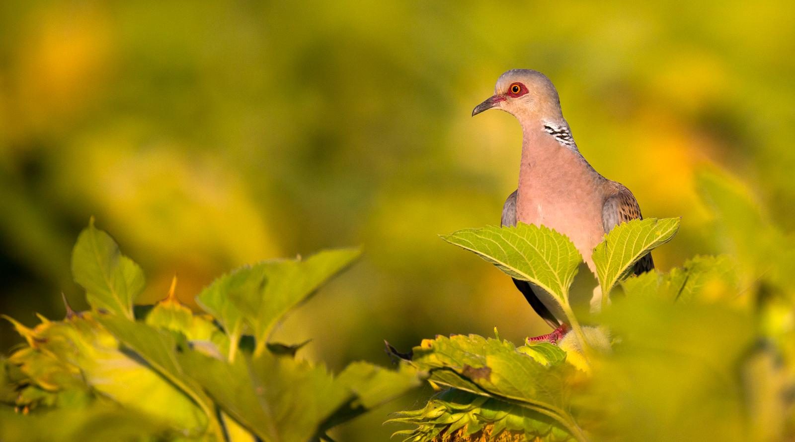 tourterelle posée sur un arbre