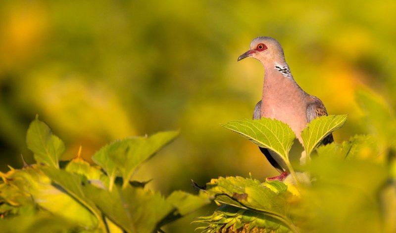 tourterelle posée sur un arbre