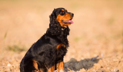 chien de chasse de race cocker spaniel