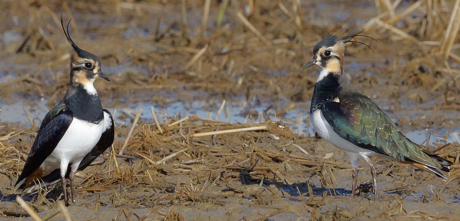 couple de vanneaux huppés