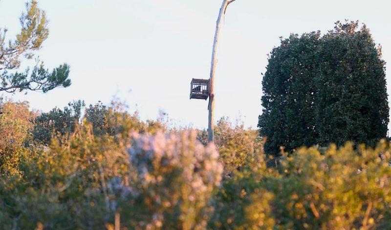 cage de piège pour la chasse à la glu