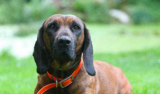 Chien de chasse de race rouge de baviere