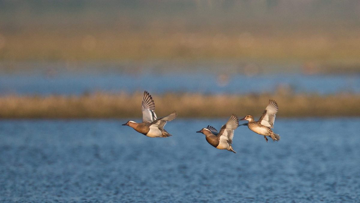 canard sarcelle en vol