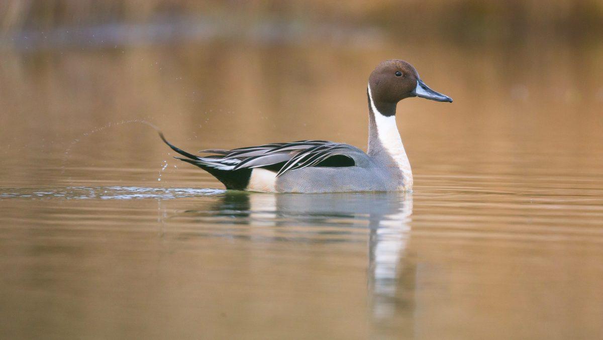 canard nage sur l'eau