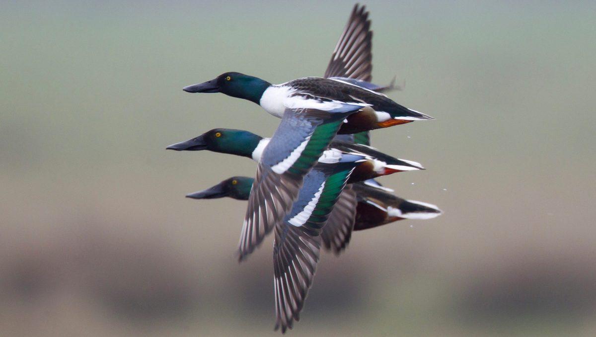 canards en vol