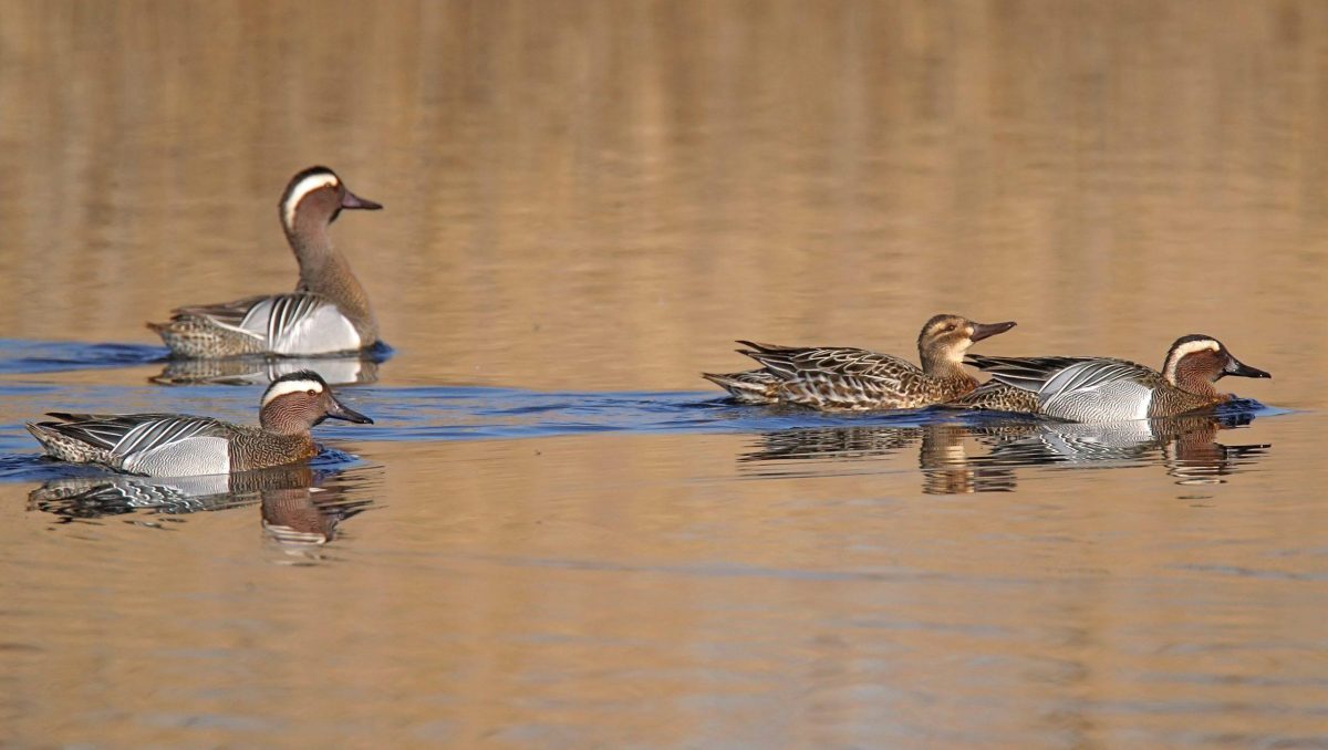 canard sarcelles nage sur l'eau