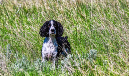 chien de chasse de race spinger sapniel