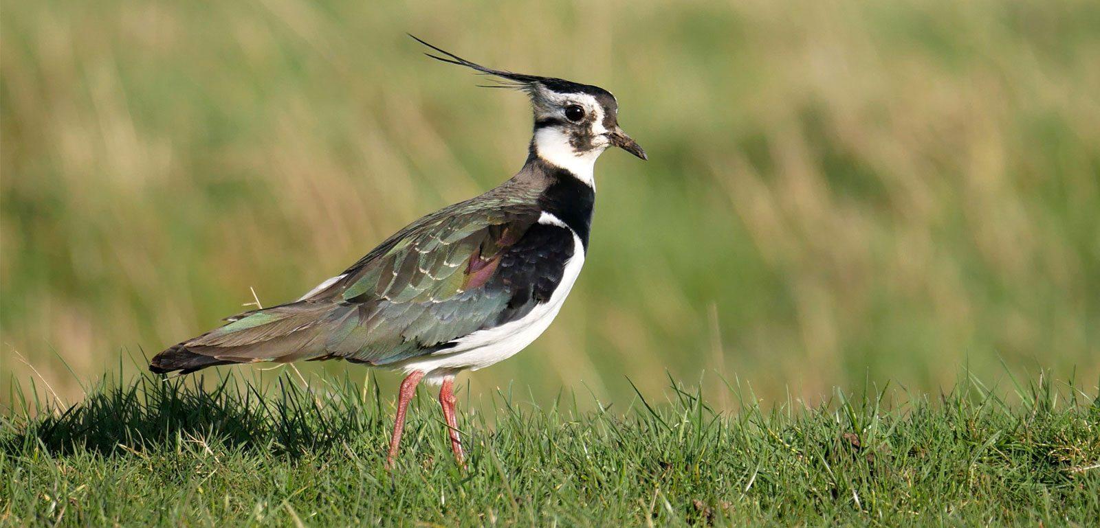 vanneau huppé photo oiseau