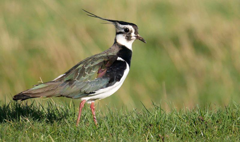 vanneau huppé photo oiseau