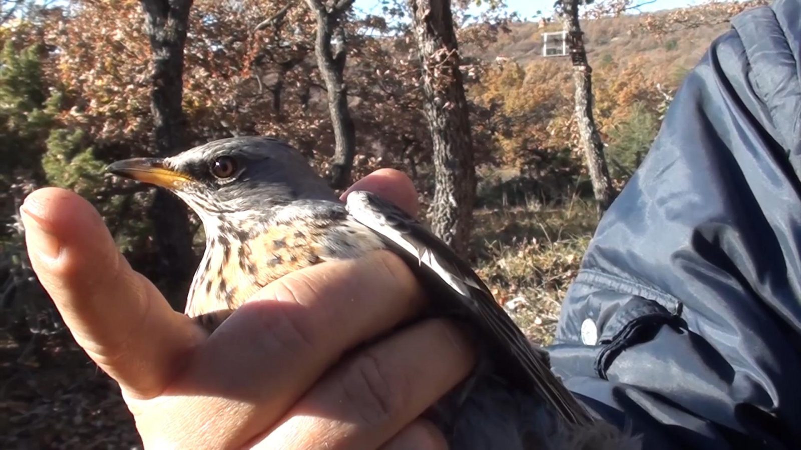 chasse à la glu oiseaux