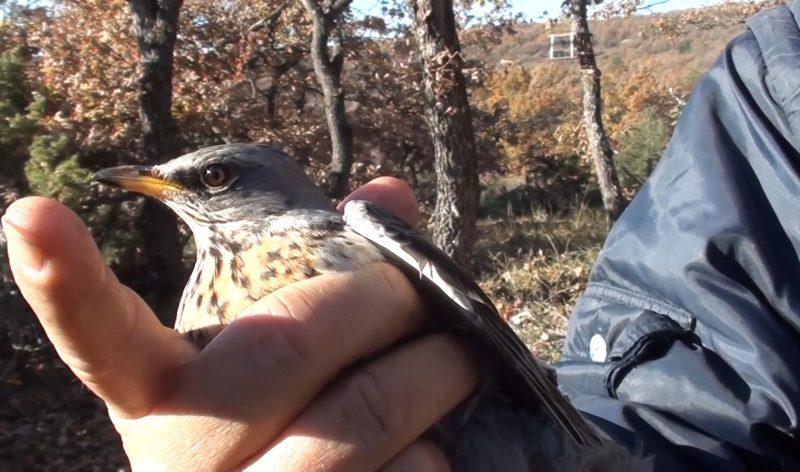 chasse à la glu oiseaux