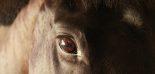 oeil de cheval