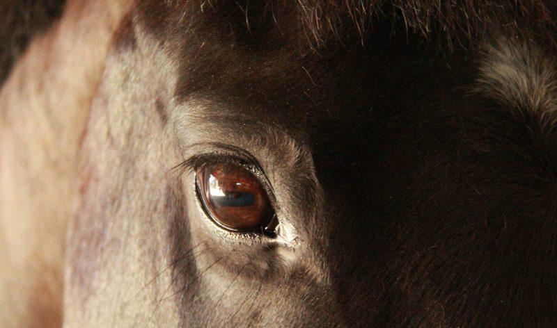 oeil de cheval