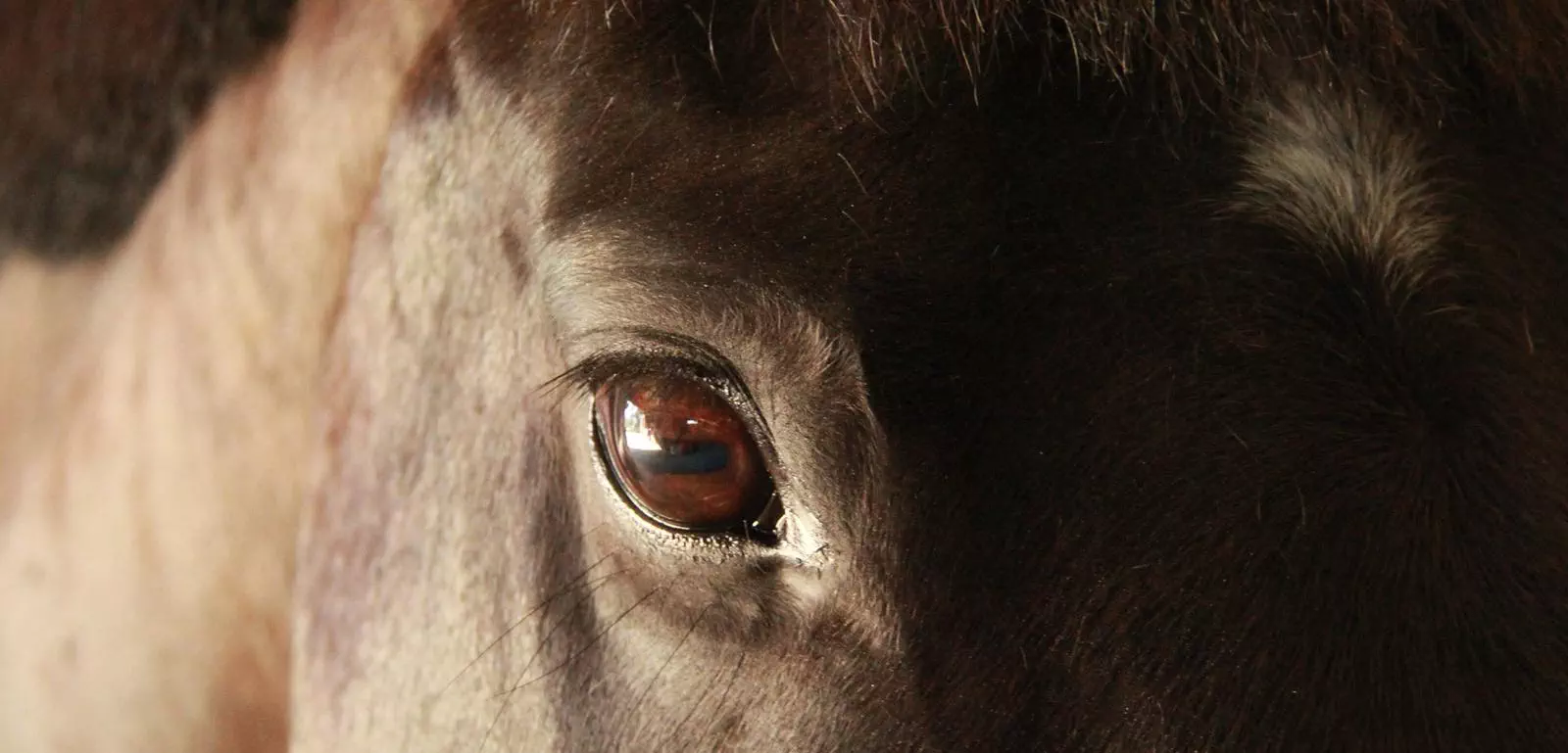 oeil de cheval