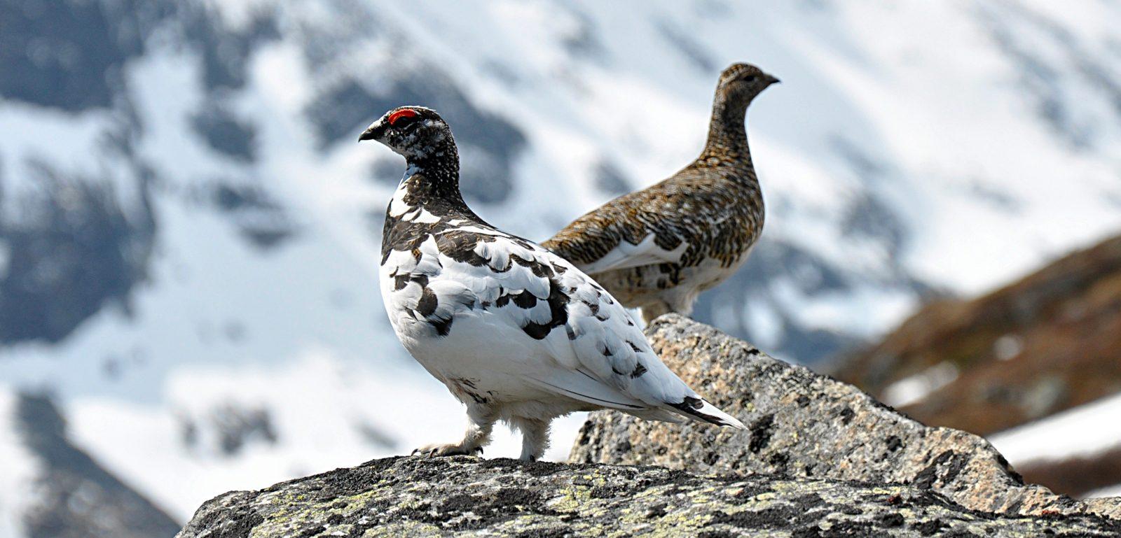 oiseaux lagopède alpins