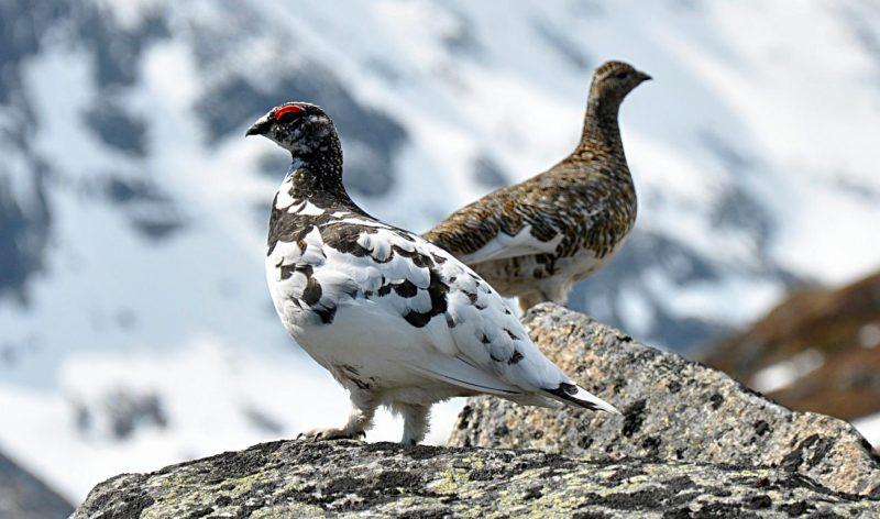 oiseaux lagopède alpins