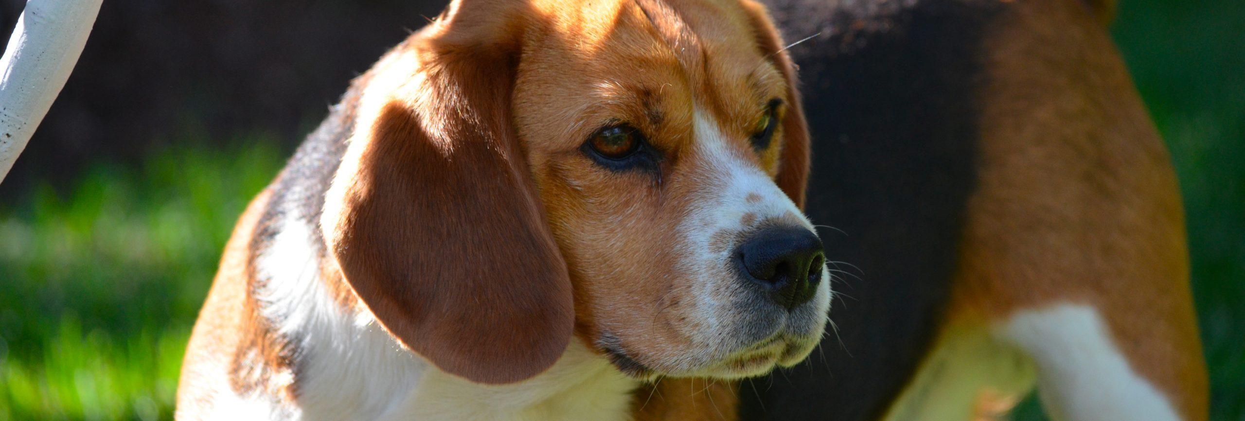 chien de race Beagle chien de chasse