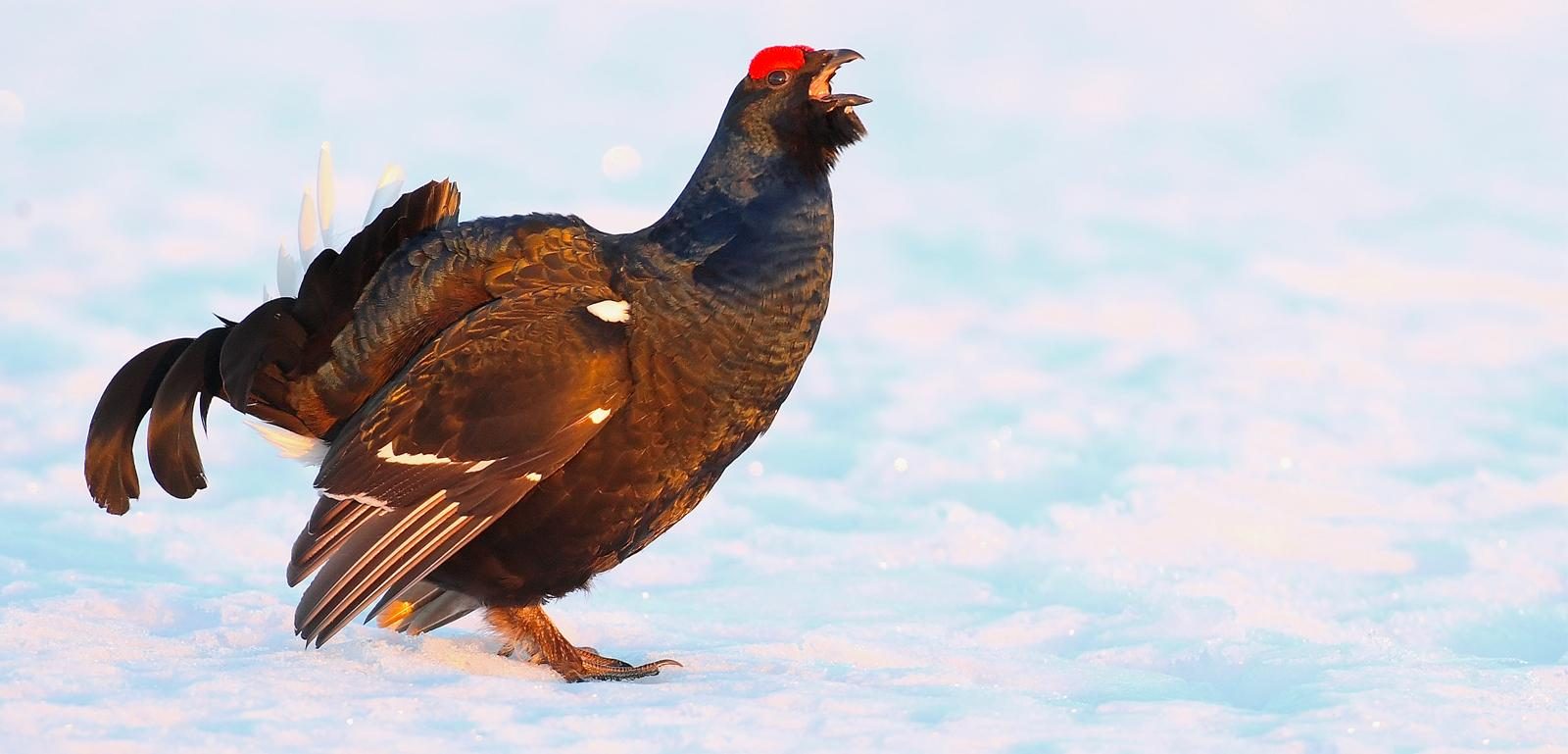 tetralyre oiseau de montagne