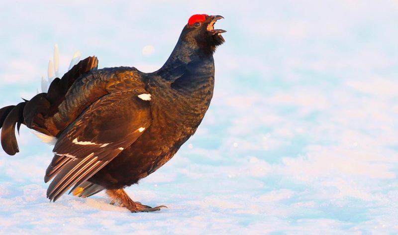 tetralyre oiseau de montagne