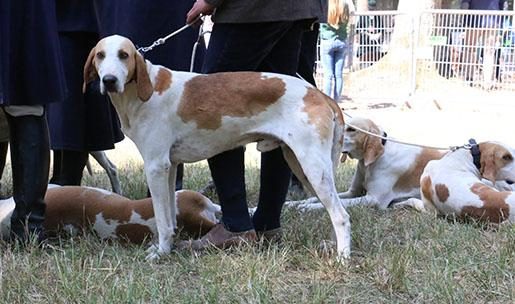 Chien de race Anglo-Français Blanc et orange