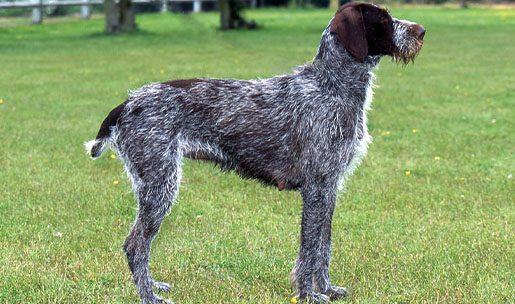 Chien de chasse de race barbu tchèque griffon tchèque