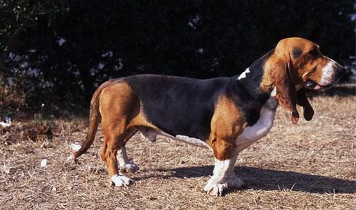 Chien de race Basset artésien Normand