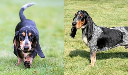 Chien de race Basset bleu de Gascogne