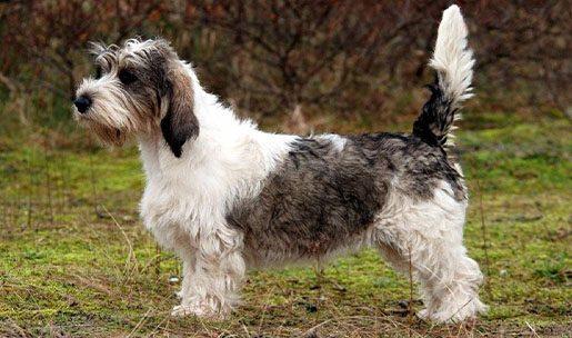 Chien de race petit Basset Griffon Vendéen