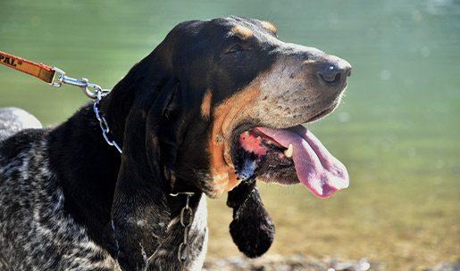 chien de chasse de la race grand bleu de gascogne