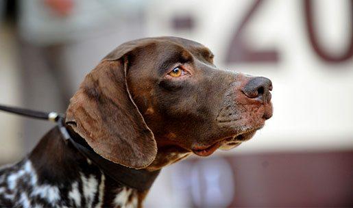 Chien de race Braque Français