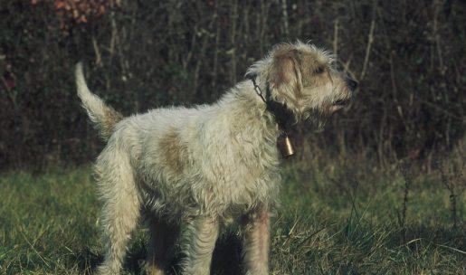 Chien de race Briquet griffon Vendéen