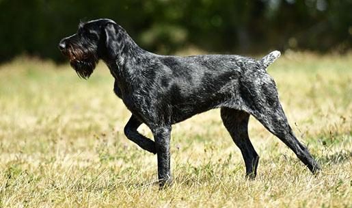 Chien de chasse de race chien d'arrêt allemand