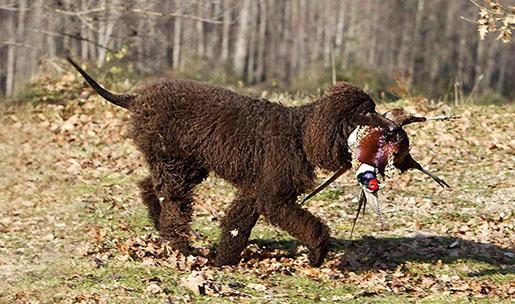 Chien de chasse de race epagneul d'eau irlandais