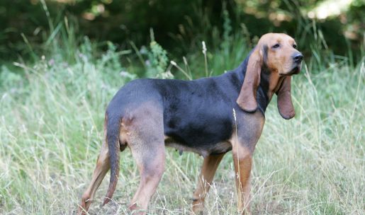 Chien de race Bruno du Jura