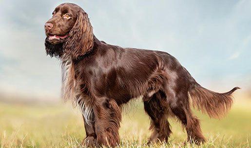 Chien de chasse de race Field Spaniel