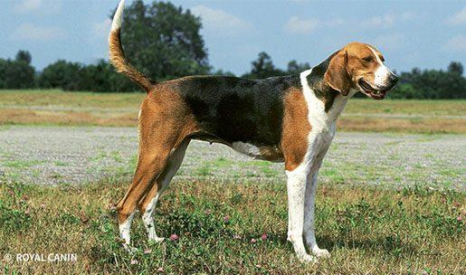 Chien de race Fox Hound américain