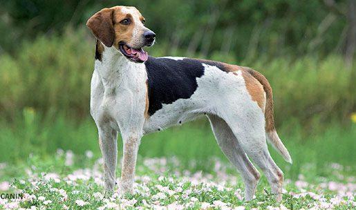 Chien de race fox hound anglais