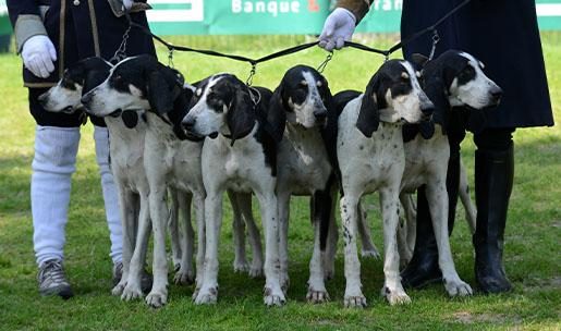 Chien de race Français blanc et noire