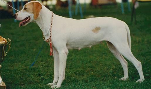 Chien de race Français blanc et orange