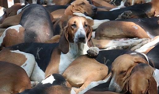 Chien de race Français Tricolore